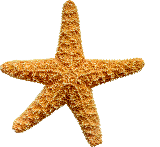 Isolated Starfish